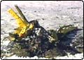 Two Killed in Small Plane Crash in Midway