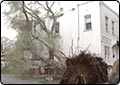 High Winds Whip Through Neighborhoods