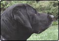 Utah Canine Nominated as America's Top Service Dog