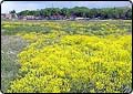 Poisonous Plants