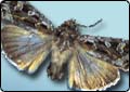 Moths Enjoying an Abundant Season