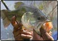 DWR Offering Free Fishing Day
