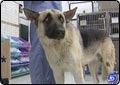 Trax Dog Moved to Animal Shelter