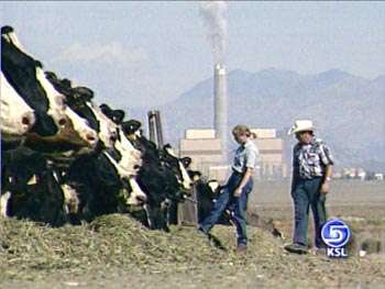 Farmers Say Electrical Stress Killing Cows