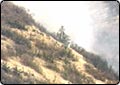 Crews Continue to Battle Cherry Creek Fire