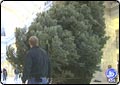 State Christmas Tree Arrives at Capitol