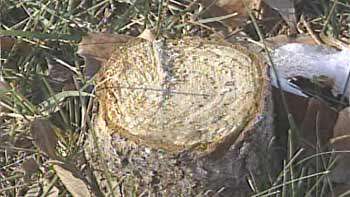 Vandal Cuts Down Washington Terrace Man's Tree