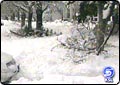 Cities Generally Not Responsible for Fallen Limbs