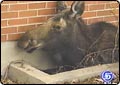 Moose on the Loose Lands in Window Well