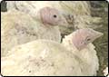 Bird Flu Could Trigger Health Crisis