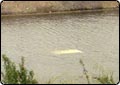 Truck Drives off I-15, Lands in Pond