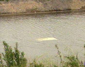 Truck Drives off I-15, Lands in Pond