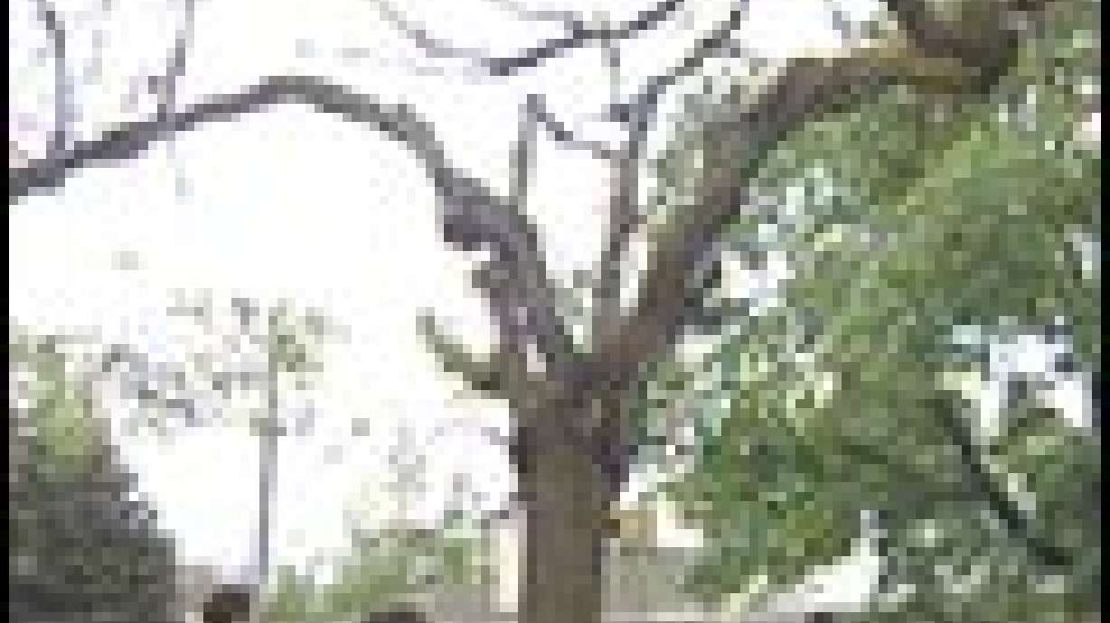 Trees Suffering from Long Drought