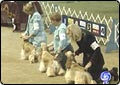 Dogs Compete at Western Dog Show 