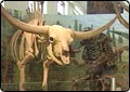Teens Honored for Finding Fossils