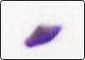 Photographer Takes Picture of Possible UFO?