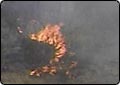 Favorable Weather May Cut Fires Short