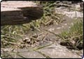 Boy Dies After Getting Stuck in Culvert