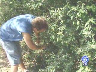 Thousands of Volunteers Join Search for Hacking