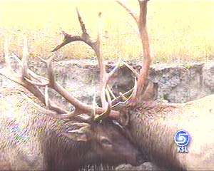 Should Authorities Have Stepped in to Save Elk?