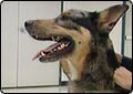 Pets Suffer from Allergies Too