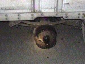 Charges Filed in Loose Tire Accident