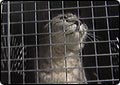 Owner of Illegal Kennel Agrees to Relinquish Control of Animals