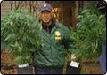 Police Make Major Marijuana Bust 