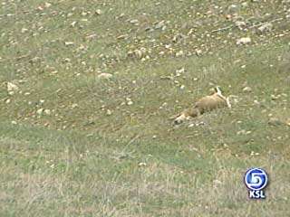 13 Deer Shot in Diamond Fork Canyon