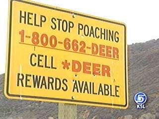 13 Deer Shot in Diamond Fork Canyon