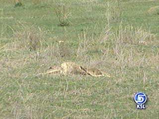 13 Deer Shot in Diamond Fork Canyon