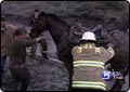 Horse Trapped in Soggy Mud