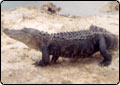Gator Eludes Would-Be Captors