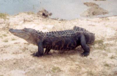 Official Looks for Alligator Near Arizona Strip | KSL.com