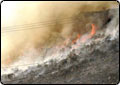 Fire Hurts Desert Tortoise Population