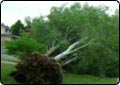 Drought Likely Contributed to Downed Trees