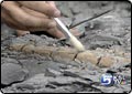 New Dinosaur Species Has Scientists Excited
