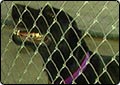 Non-Profit Helps Cool Down Dogs