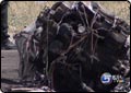 Investigators Looking into Cause of Plane Crash