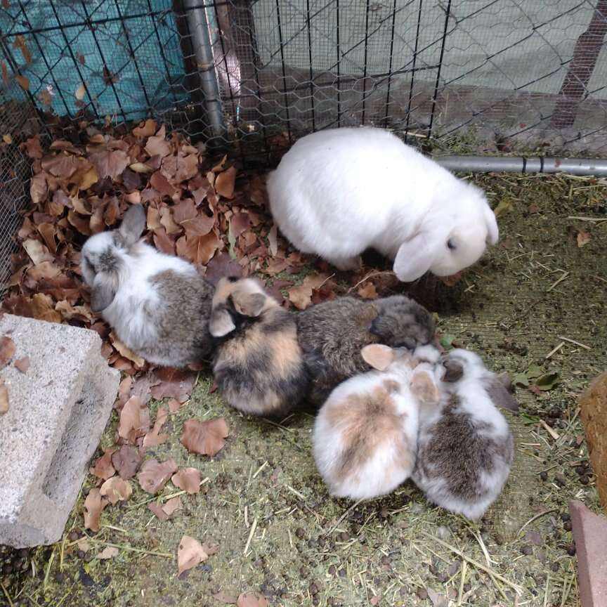 Mini Holland Lop baby bunnies