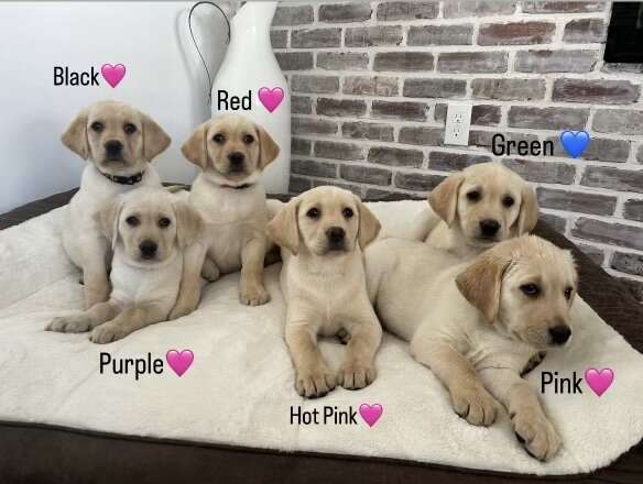 AKC LAB PUPPIES (Ready Now) Pets