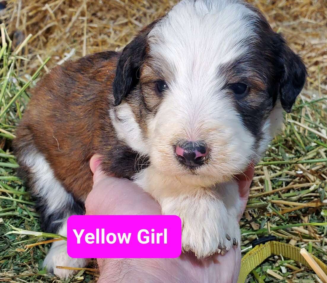 Bernedoodle Full Size Valentine Special Pets