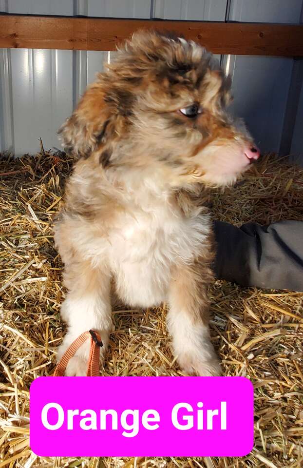 Aussiedoodle Puppies Standard Ready to g… Pets