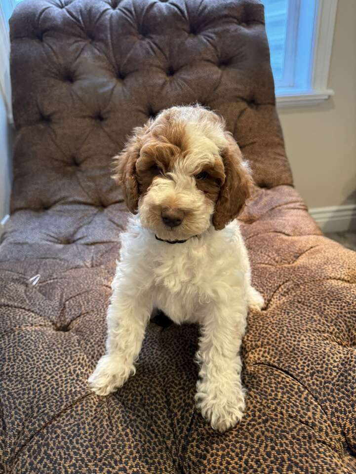 Valentine’s Special AKC Mini Poodle Boy 1… Pets