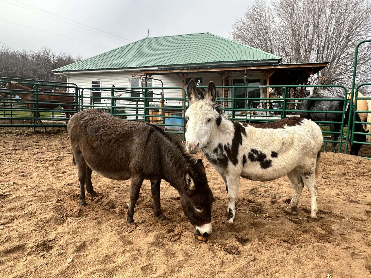 Minature Donkeys For Sale! Perfect C… Livestock