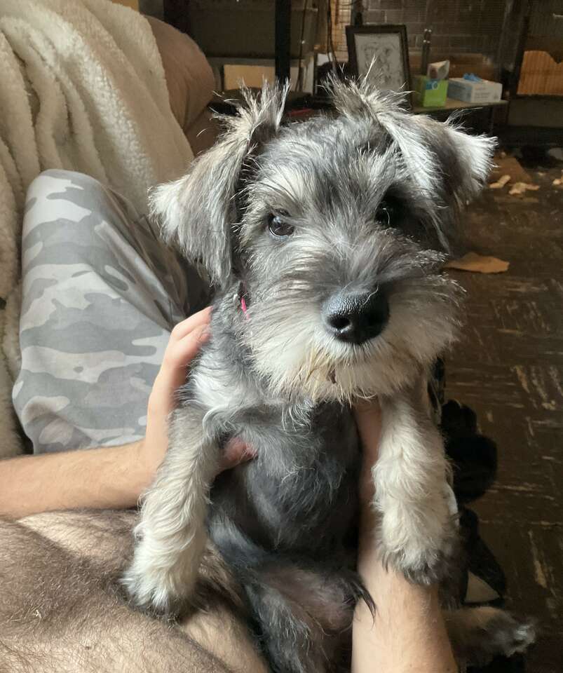 AKC Mini Schnauzer Puppy Pets