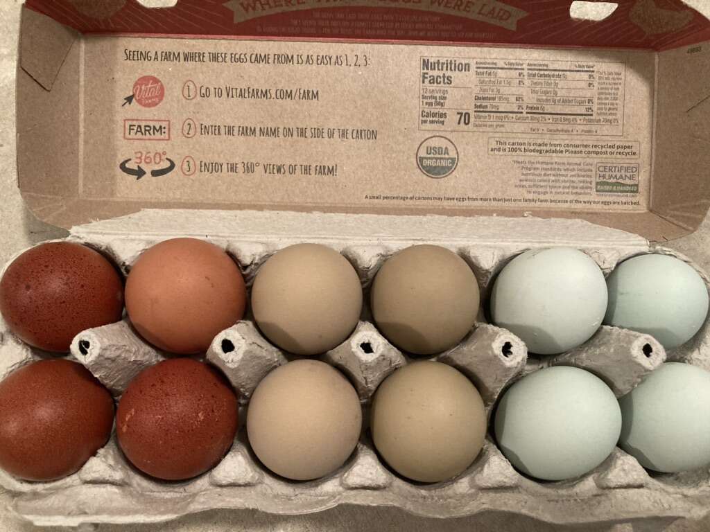 Rainbow Layer Fertilized Hatching Eggs