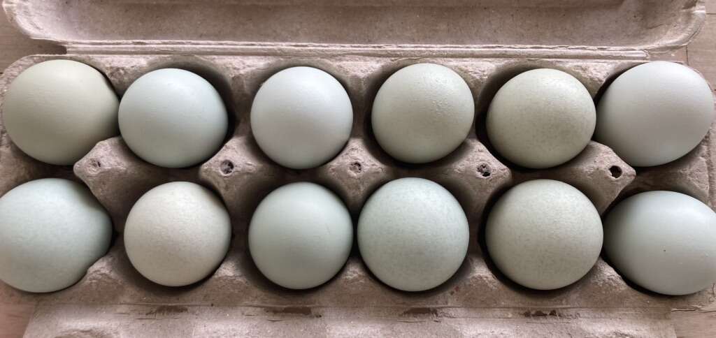 Lavender Ameraucana Fertilized Hatching Eggs