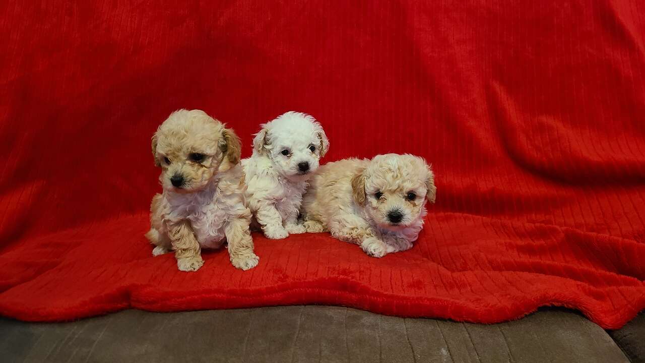 Tiny toy poodle for clearance sale