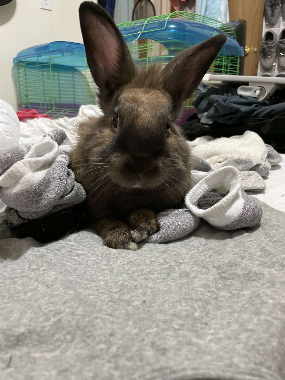 3 year old rabbit for sale Pets